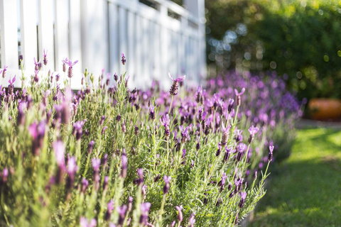 BIRCHES B&B - Sydney Tourism 3