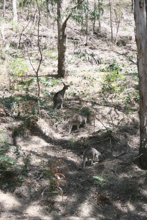 Blue Mountains Backpacker Hostel - Sydney Tourism 3