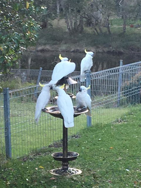 Blue Pearl - Sydney Tourism 2