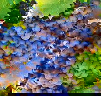 The Fully Local Private Tour - Sydney Tourism