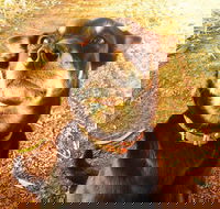 Perth Kids Explorer Private Day Tour - Sydney Tourism