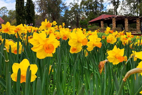 Spring Wildflower (Private) Day Tours - Sydney Tourism 1