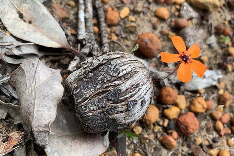 Spring Wildflower (Private) Day Tours - Sydney Tourism 5