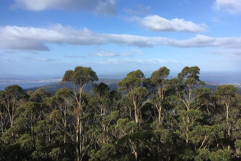 Kunanyi/Mt Wellington Explorer Bus - One Way Tour - Sydney Tourism 5