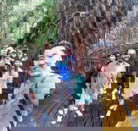 Cairns 4WD Waterfall and Rainforest Tour Including Kuranda Scenic Railway - Sydney Tourism