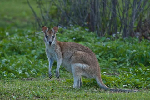 Cairns 4WD Waterfall And Rainforest Tour Including Kuranda Scenic Railway - Sydney Tourism 2