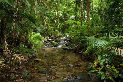 Cairns Reef And Rainforest Combo: Daintree Rainforest And The Great Barrier Reef - Sydney Tourism 1