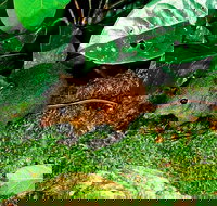 3-Day Small-Group Tour of North Queensland with Pick Up - Sydney Tourism