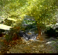 Cairns National Park Rainforest and Waterfall Small Group Tour Shore Excursion - Sydney Tourism