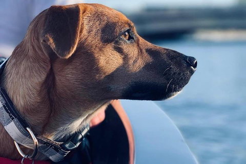 1.5-Hour Boat Rental In Melbourne - Sydney Tourism 0