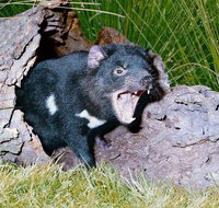 Private Blue Mountains Tour with Kangaroo and Koala Experience - Sydney Tourism
