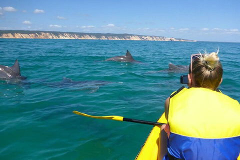 Kayak With Dolphins And 4WD Great Beach Drive Day Trip From Noosa - Sydney Tourism 1