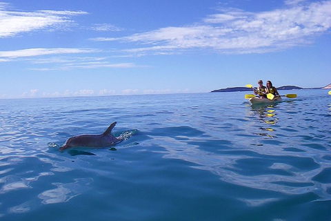 Kayak With Dolphins And 4WD Great Beach Drive Day Trip From Noosa - Sydney Tourism 2