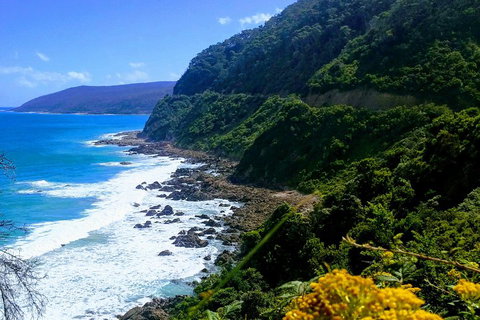 Great Ocean Road Adventure - Private Tour - Reverse - Sydney Tourism 3