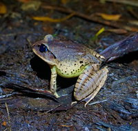 Glow Worms Private Tour - Nocturnal Rainforest Walk