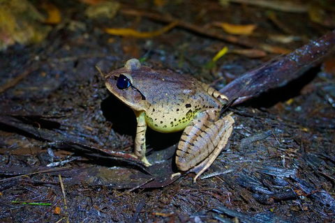 Glow Worms Private Tour - Nocturnal Rainforest Walk - Sydney Tourism 0