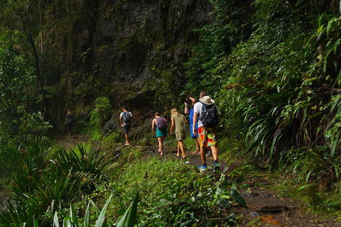 Glow Worms Private Tour - Nocturnal Rainforest Walk - Sydney Tourism 1