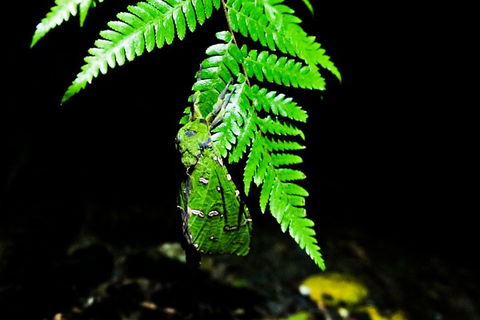 Glow Worms Private Tour - Nocturnal Rainforest Walk - Sydney Tourism 2