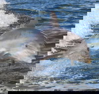 Noosa Oceanrider Scenic Dolphin Safari - Sydney Tourism