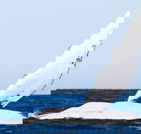 2-Hour Guided Whale Watching Tour at Noosa - Sydney Tourism