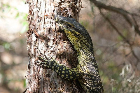 Byron Bay Combo: Hinterland Tour Including Minyon Falls And Kayaking With Dolphins - Sydney Tourism 0