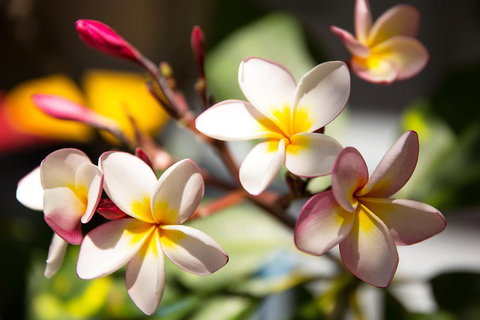 Byron Bay Combo: Hinterland Tour Including Minyon Falls And Kayaking With Dolphins - Sydney Tourism 1