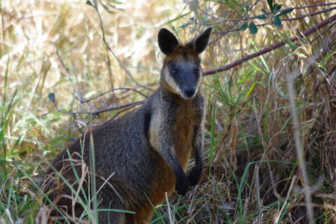 Byron Bay Combo: Hinterland Tour Including Minyon Falls And Kayaking With Dolphins - Sydney Tourism 2