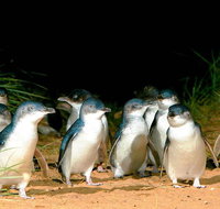 Phillip Island Penguins Private Tour - Sydney Tourism