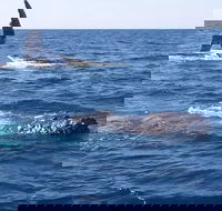 Noosa Whale Watching - Sydney Tourism