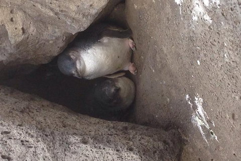 Food Tour Melbourne - St Kilda - Sydney Tourism 3