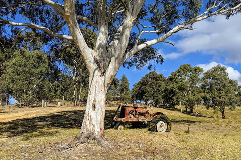 Blue Mountains Private Tour - Wild Kangaroos, Waterfalls And The Three Sisters - Sydney Tourism 1