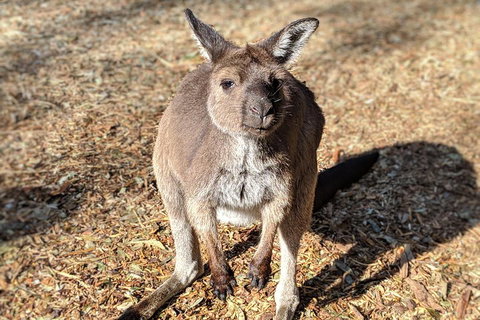 Blue Mountains Private Tour - Wild Kangaroos, Waterfalls And The Three Sisters - Sydney Tourism 2