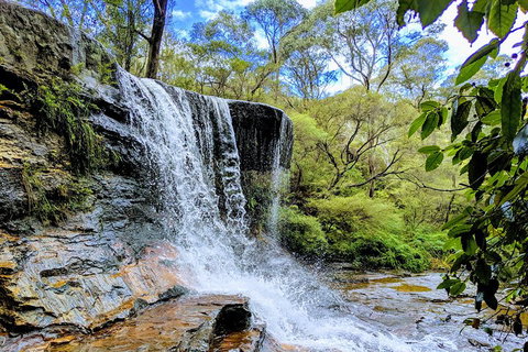 Blue Mountains Private Tour - Wild Kangaroos, Waterfalls And The Three Sisters - Sydney Tourism 5
