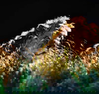 Sydney Taronga Zoo General Entry Ticket - Sydney Tourism