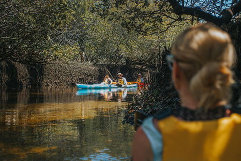 Kayak Tour In Adelaide Dolphin Sanctuary - Sydney Tourism 0