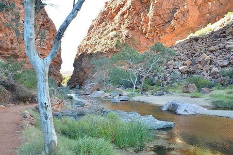 Alice Springs, Uluru Ayers Rock & Kings Canyon 8 Days Touring Package - Sydney Tourism 2