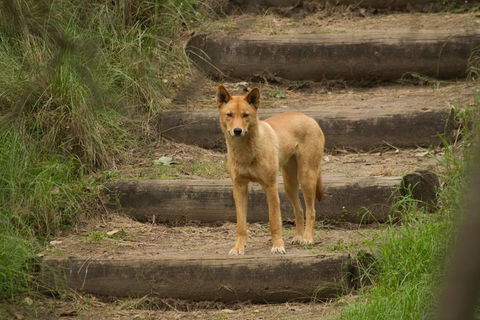 Blue Mountains Small-Group Insider Tour From Sydney - Sydney Tourism 3