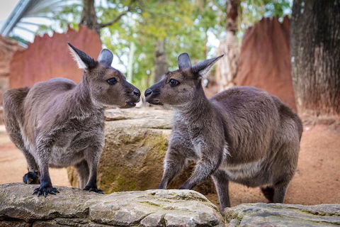 Australia Multi-City Attractions Pass - Sydney Tourism 4