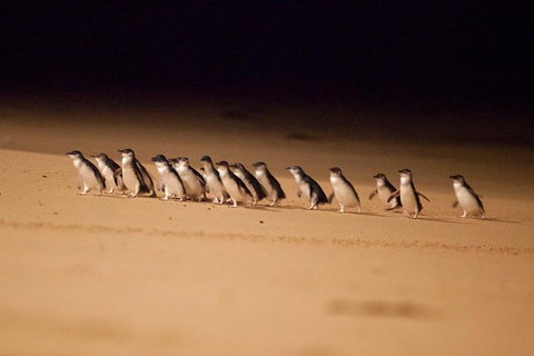 The Ultimate Melbourne Attractions Pass - Sydney Tourism 5