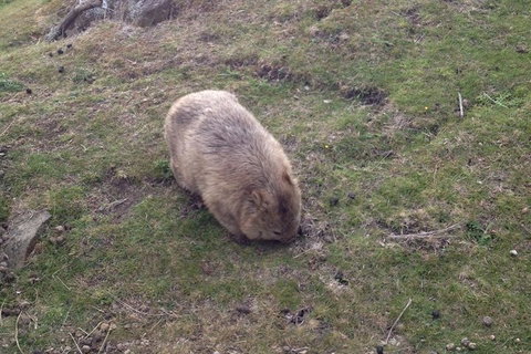 Hobart Minibus Full-Day Private Tour - Sydney Tourism 3