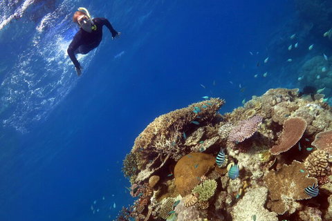 Silverswift Outer Great Barrier Reef Dive And Snorkel Cruise From Cairns - Sydney Tourism 3