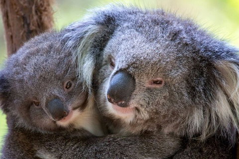 Half-Day Or Full-Day Tour With Private Guide From Melbourne - Sydney Tourism 1