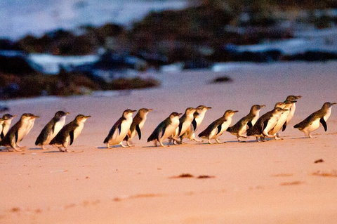 Half-Day Or Full-Day Tour With Private Guide From Melbourne - Sydney Tourism 5