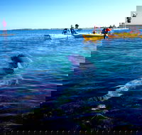 Penguin and Seal Islands Sea Kayaking Experience - Sydney Tourism