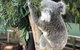 Private Blue Mountains And Wildlife Park Tour From Sydney With Barbecue Lunch - thumb 0