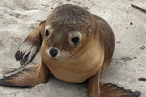 Kangaroo Island Scenic Trail Tour - Sydney Tourism 0