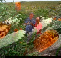 Best of Perth Wildflower Season Day Trip - Sydney Tourism