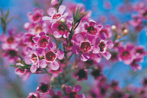 Best Of Perth Wildflower Season Day Trip - Sydney Tourism 1