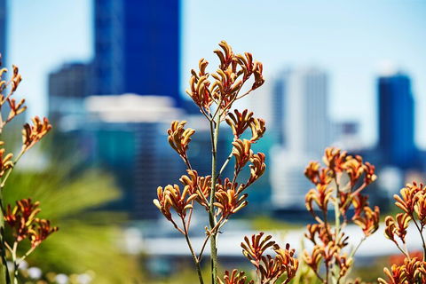 Best Of Perth Wildflower Season Day Trip - Sydney Tourism 4