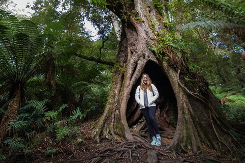 Great Ocean Road Small-Group Ecotour From Melbourne - Sydney Tourism 4
